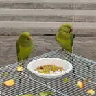 ببغاء دره