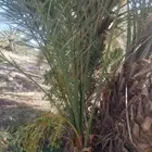 نخل للبيع عربي مثمر