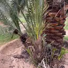 يوجد لدينا جميع انواع النخيل المثمرة وزينه البيع وسعر مناسب