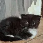 قطط للتبني