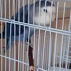 للبيع روز وايت فيس أليف تم البيع