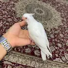 للبيع كروان البينو