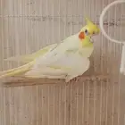 آنثي كروان اللاتينو