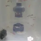 اسماك جوبي (قوبي)