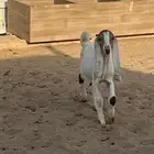 جفار حجازية