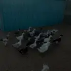 بط بياض للبيع نظيف وصحه شرط