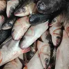 يوجد لدينا ا جميع انواع الاسماك الطازجه