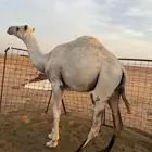 حشو للبيع