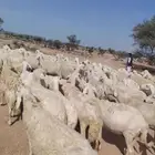 للبيع غنم حريات حرش مراح واحد قطعه وحده العدد 97 بفحولها 2