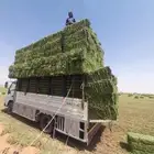 اجار دنه موجود في ساجر.( )رقم سوق