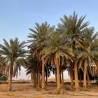 مزراع الغاط والزلفي