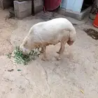 خروف بلدي