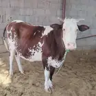 بقره للبيع