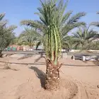 يوجد لدينا نخيل جميع الانواع وجميع المقاسات