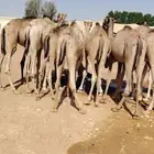 القعدان الصومالية النظيفة واللحم اللي يجمل للتجار والملاحم