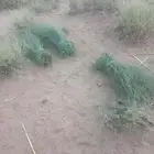 مرخ طازج جيزان