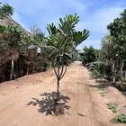 اشجار ياسمين هندي.بونسيانا.اكاسيا.جهنميات. جميع اشجار الزينة