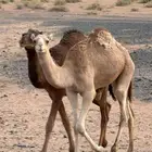 قعود مفرود ولد الحنيش جمل عبيد سلمان الدوسري من ناقه حره