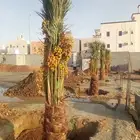 نخيل المملكة العربية السعودية