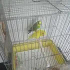 عصافير جوز وكنب كبيروفخم