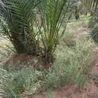 السلام عليكم ورحمه الله وبركاته