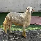 فحل بلدي اصفر كفوو وحار السن رباع وفيه مقاطع له في الواتس لص