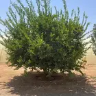 يوجد لدينا جميع انواع الأشجار التوصل علا
