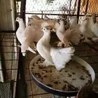 حمامرقاص