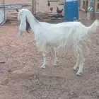 البيع 4 معزا