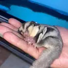 suger gliders