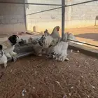 دجاج_براهما_دم_صافي_بياض