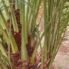 يوجد لدينا جميع انواع النخيل فسائل