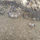 حمام زاجل