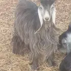 تيوس عارضيات مشروع فحول