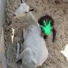 للبيع صخله ملقحه قبل كم شهر صحه ونضافه ماشاء الله