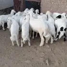 20 خروف فل شحم ونظافه وشعره وشرط