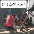 صوص بلدي للبيع