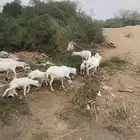 ضان مناتيج بلدي فاخرة