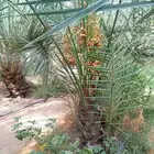 نخل مجدول صقعي خضري نبوت سلطان عجوه صفاوي برحي شيشي