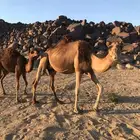 سلام عليكم اعرض لكم ناقه عشرا تحتها قعود مجموع بالحليب