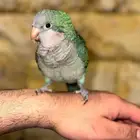 فرخ كويكر ( تم البيع )