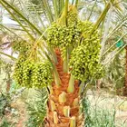نخل مثمر للبيع جثايث نقايل نخيل الرياض القصيم مكه جده الجله