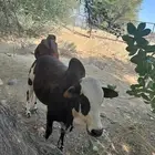 ثور وتبيع للبيع