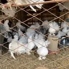 حمام هزازي هندي عشه كامله ممكن 20 جوز جمله 1500