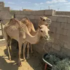 بكره لبانيه للبيع