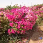 مشتل تنسيق حدائق