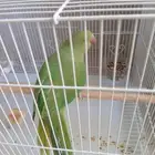 بغبغاء دره