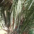 فروخ صقعي الهبيري الاحمر