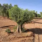 اشجار زيتون معمر واشجار ترمناليا