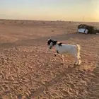 تيس البيع